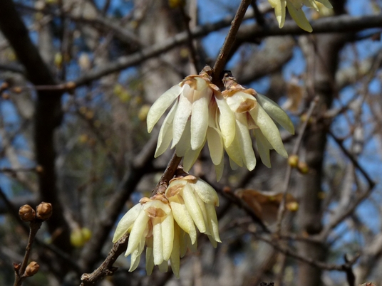 {Chimonanthus praecox}